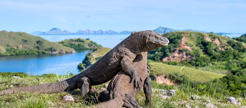 Komodo-ön, inte långt från Bali