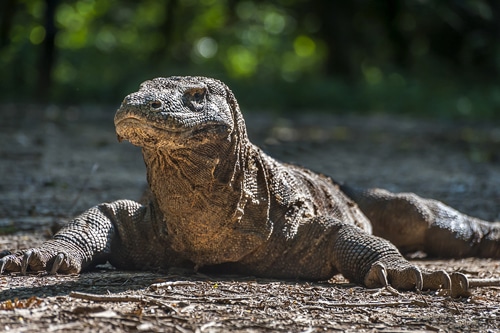 Komodovaranen, inte långt från Bali